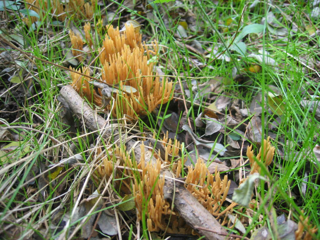 2005 :  Un anno di funghi